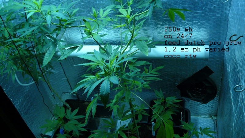 drobes 10 4 22 027