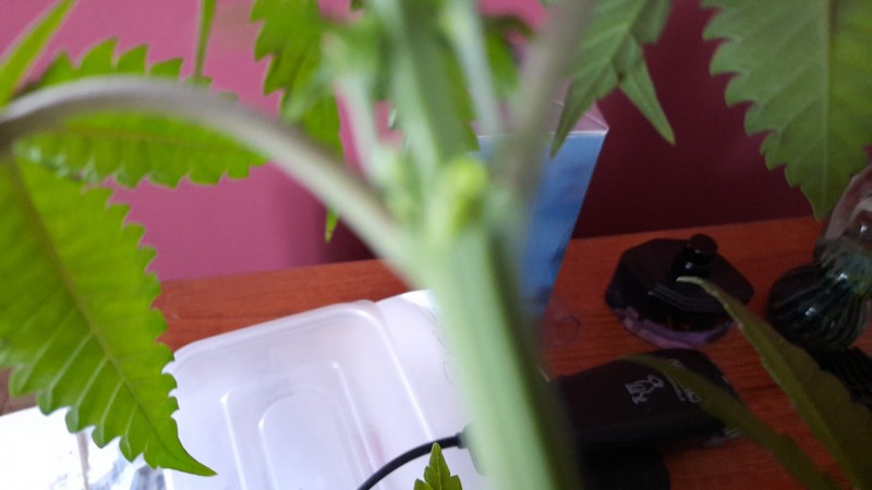 IMG-20220410-WA0008