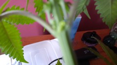 IMG-20220410-WA0008
