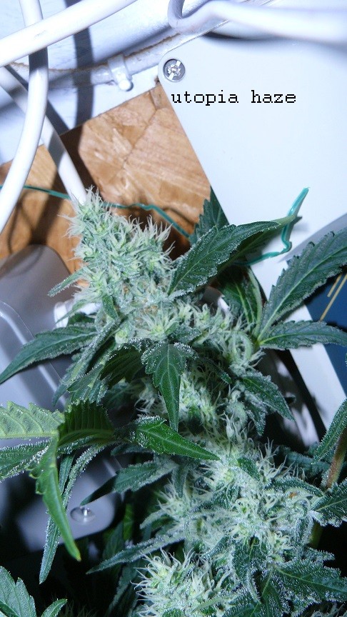 drobes day 43 and 30 13 04 22 019