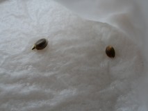 P1020432