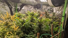 Blue_Cheese_Blue