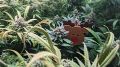 A patch of niceness
