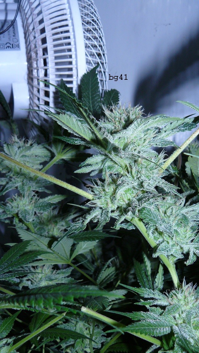 drobes 16 04 22 012