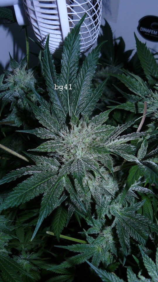 drobes 16 04 22 013