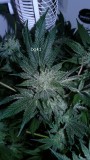 drobes 16 04 22 013