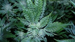 drobes 16 04 22 017