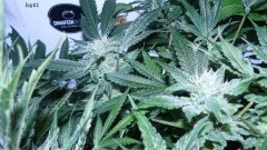 drobes 16 04 22 019