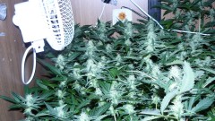 drobes 16 04 22 025