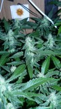 drobes 16 04 22 033
