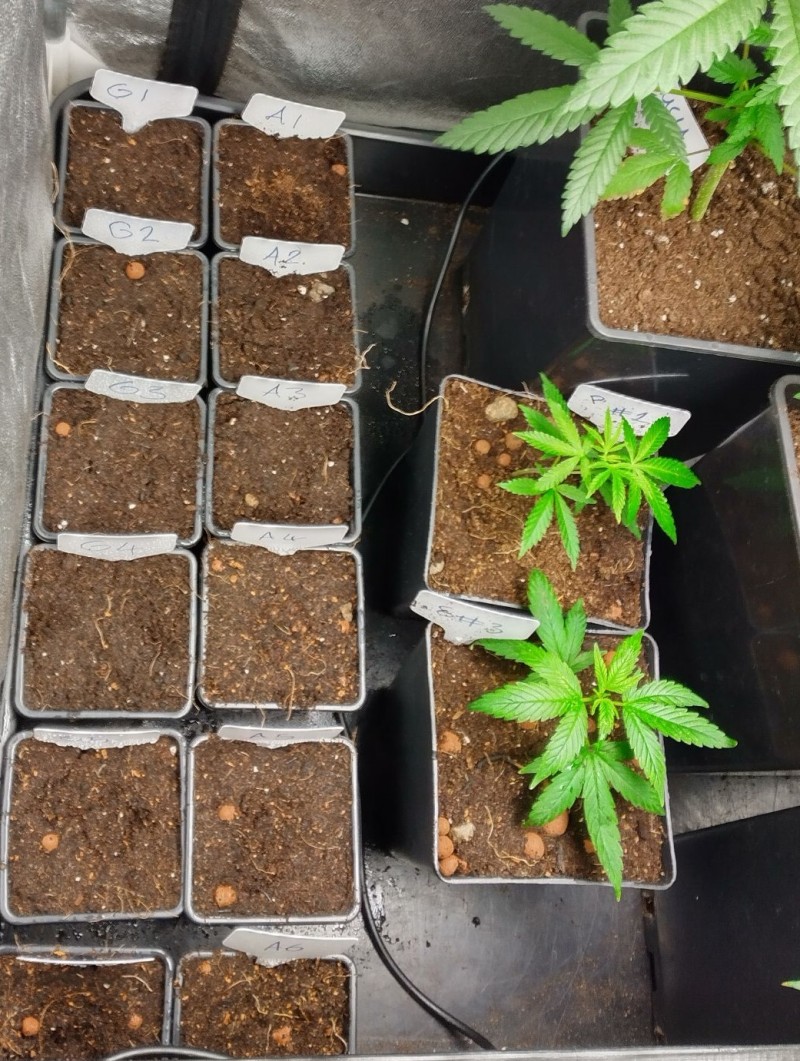 veg