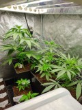 veg2