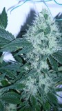 drobes 20 04 22 004