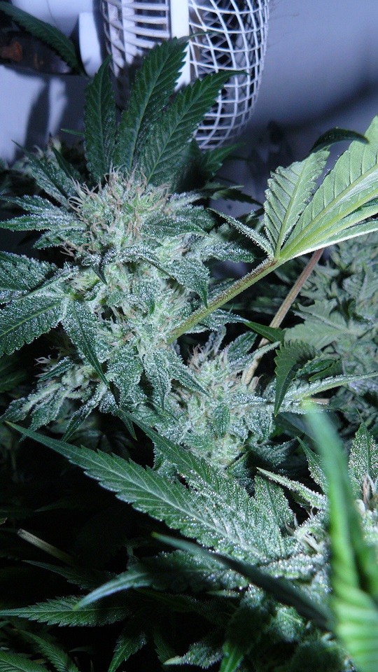 drobes 20 04 22 009