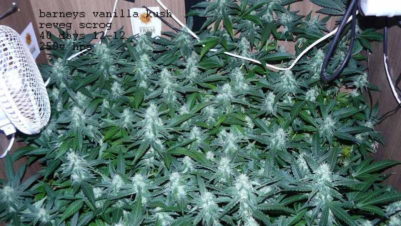drobes 20 04 22 023