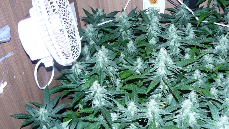 drobes 20 04 22 025
