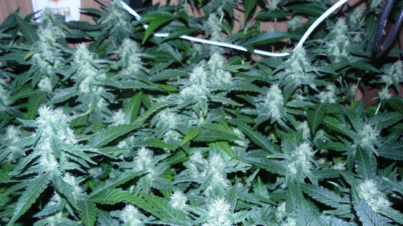 drobes 20 04 22 026