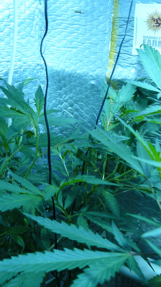 drobes 20 04 22 034