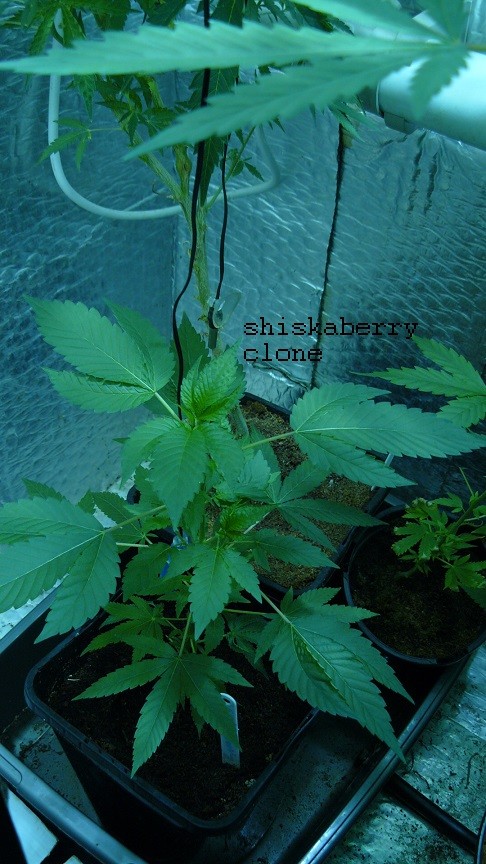 drobes 20 04 22 035