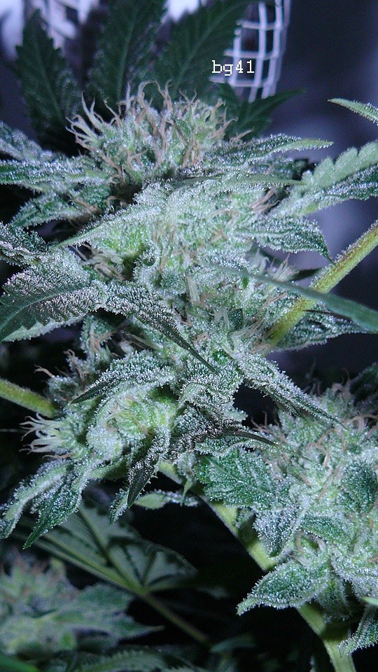 drobes 22 4 22 003