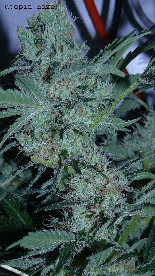 drobes 22 4 22 007
