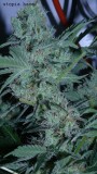 drobes 22 4 22 007