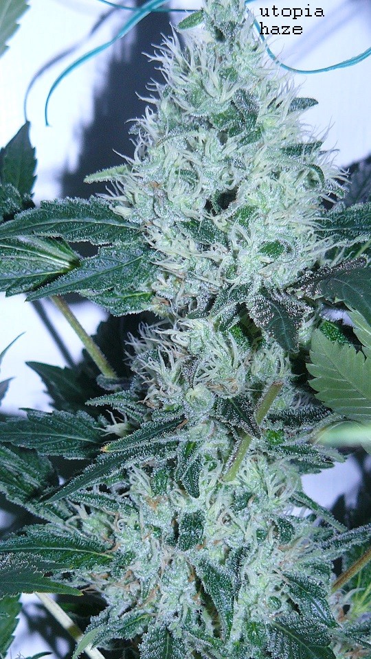 drobes 22 4 22 009