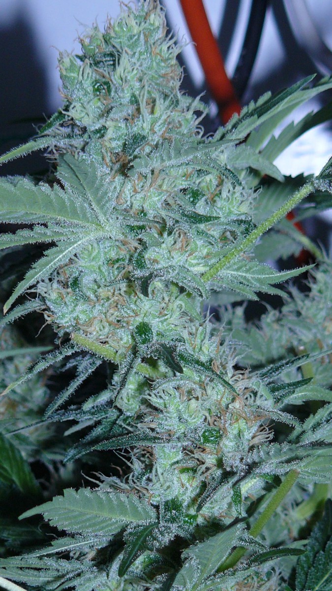drobes 22 4 22 013
