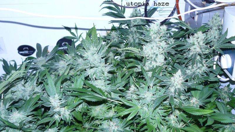 drobes 22 4 22 015