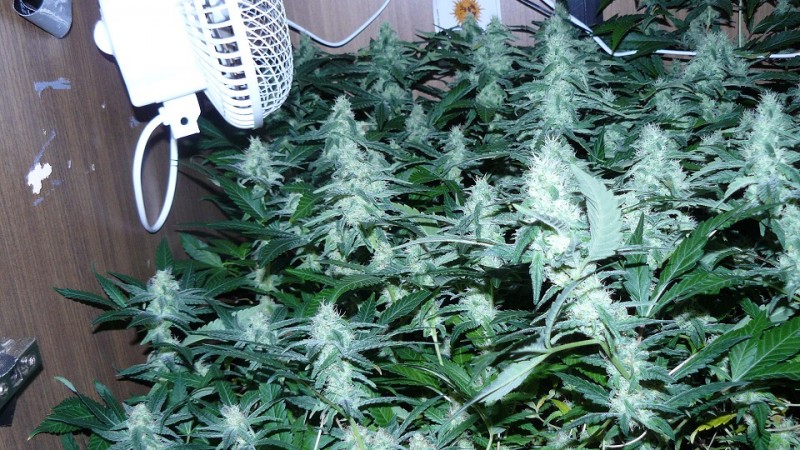 drobes 22 4 22 019