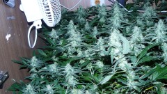 drobes 22 4 22 019