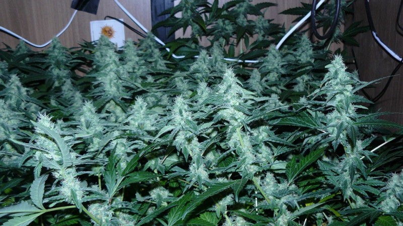 drobes 22 4 22 020