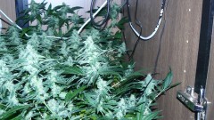 drobes 22 4 22 021