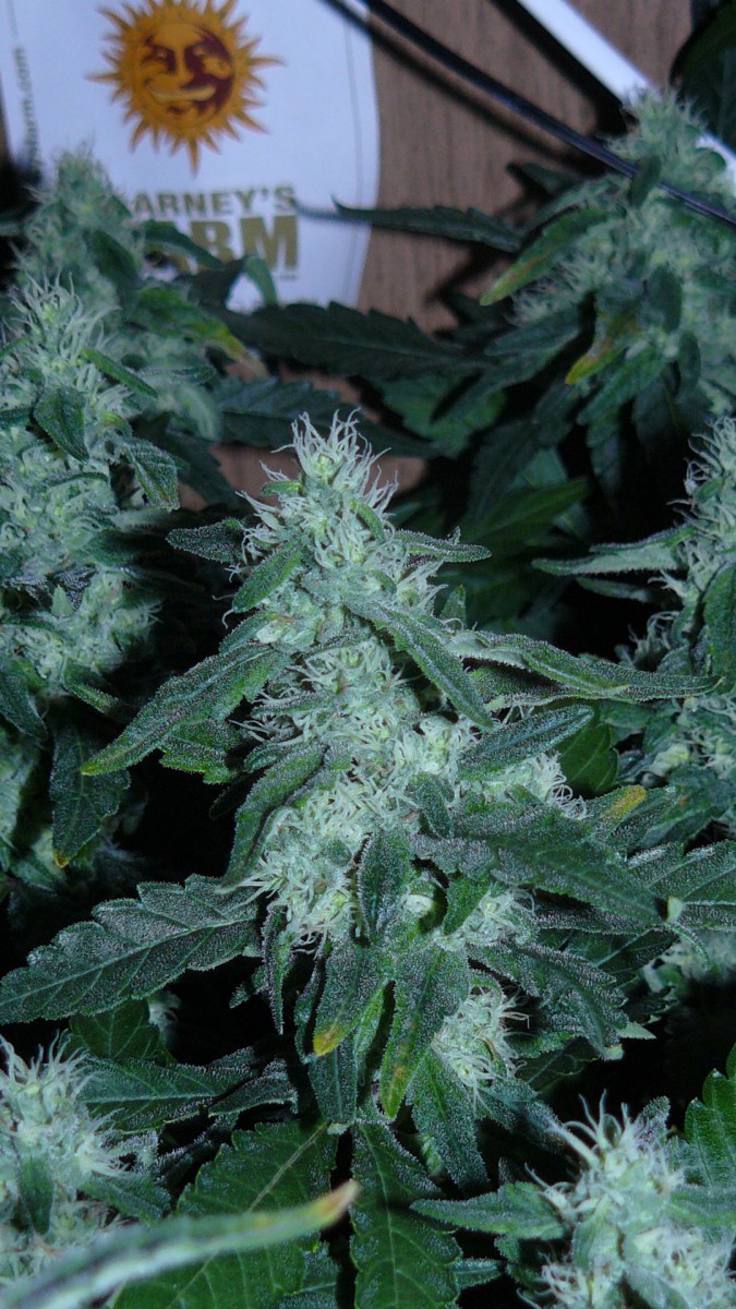 drobes 22 4 22 026
