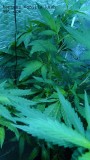 drobes 22 4 22 033