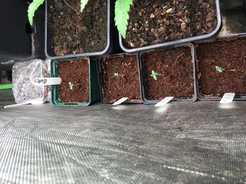 B x PC test grow seedlings