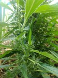 Crinkle...In limbo..yet sticky.Its that switching over to the long season here in the islands