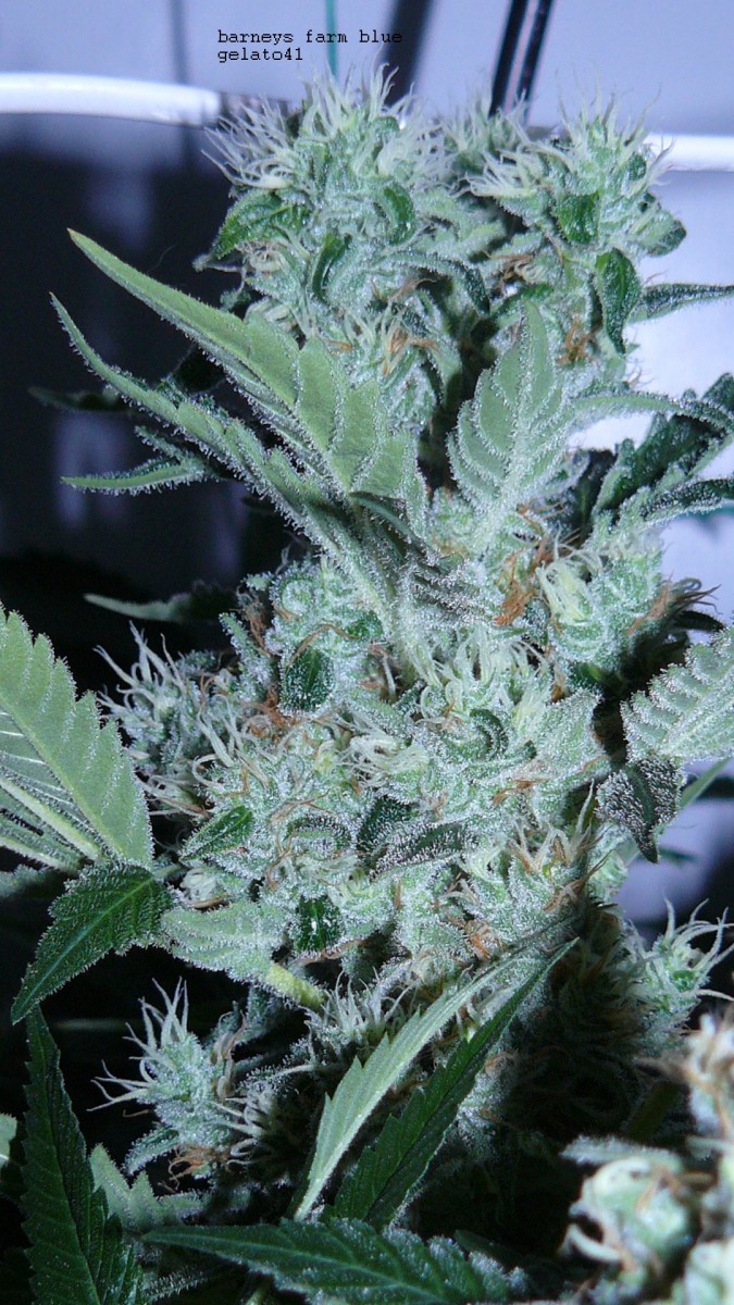 drobes 25 04 22 003