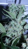 drobes 25 04 22 003