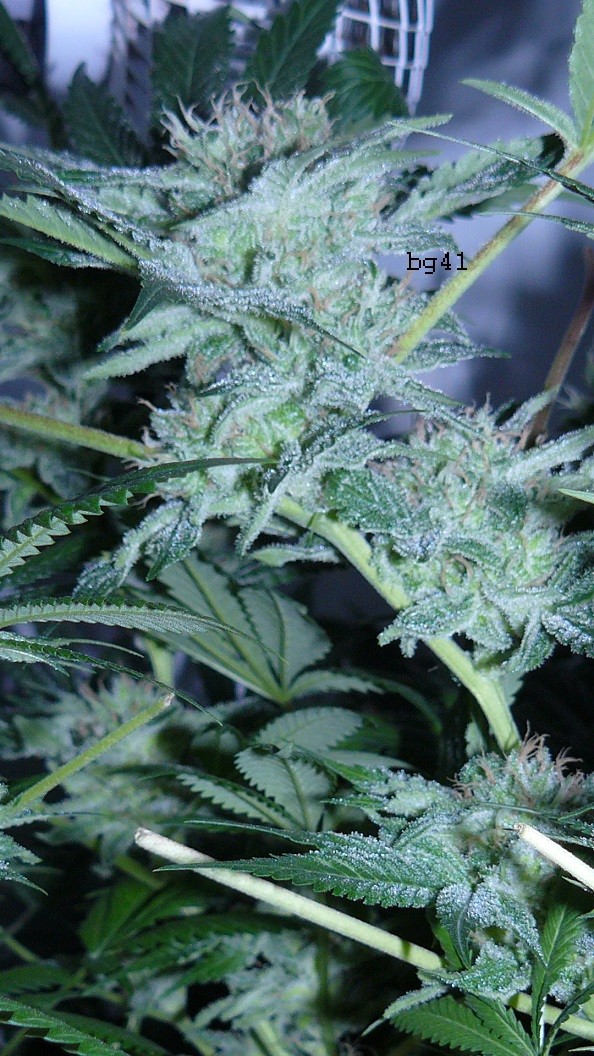 drobes 25 04 22 009