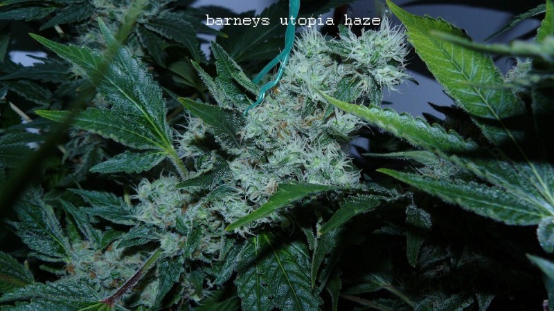 drobes 25 04 22 015