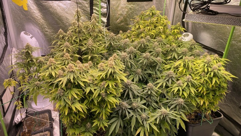 Multi Strain