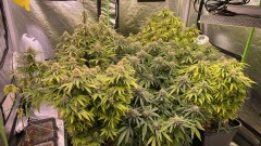 Multi Strain