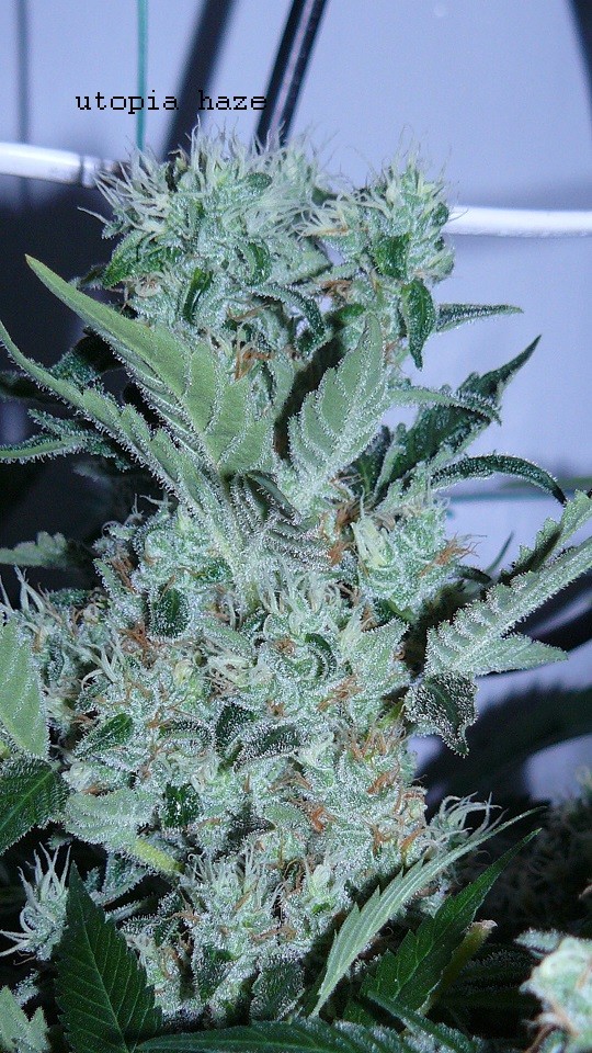 drobes 27 4 22 002
