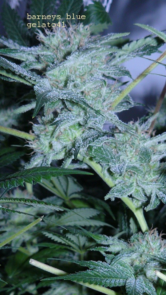 drobes 27 4 22 006