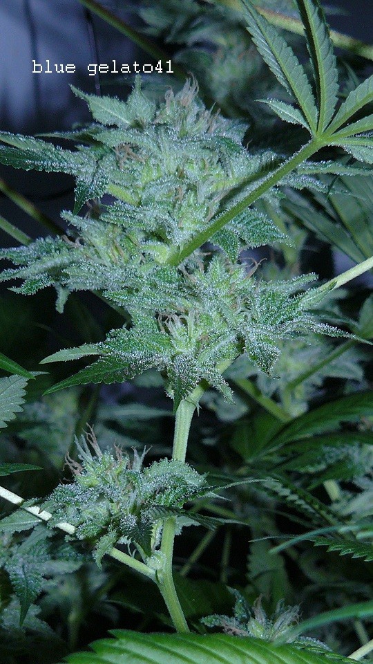 drobes 27 4 22 009