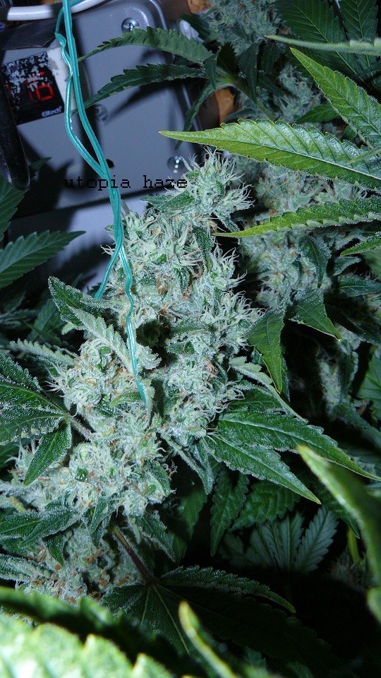 drobes 27 4 22 011