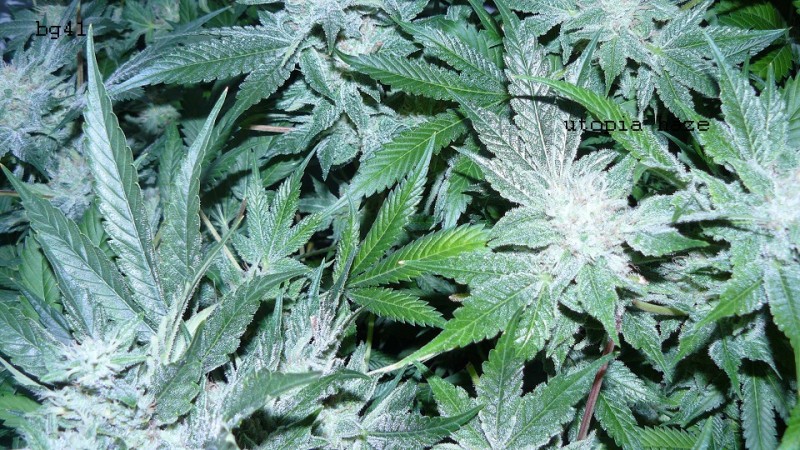 drobes 27 4 22 012