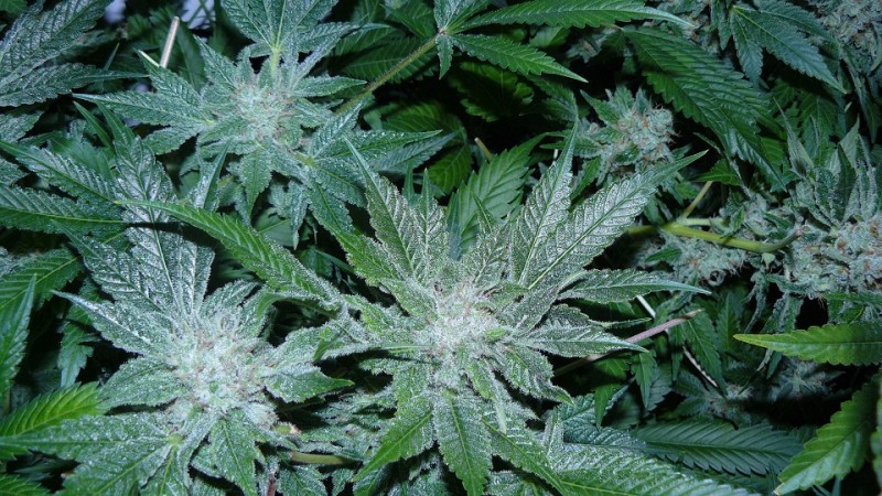 drobes 27 4 22 015