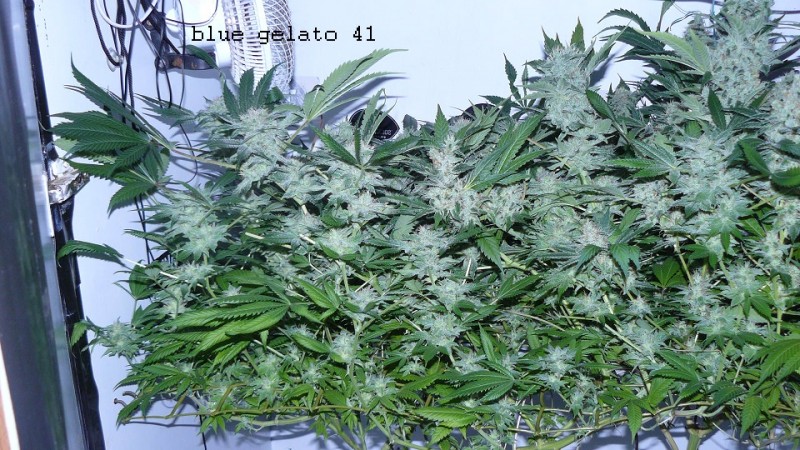 drobes 27 4 22 026
